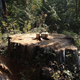 Illustration for article titled How Does an 800-Year-Old Giant Tree Go Missing?